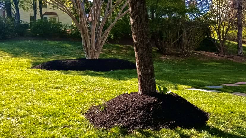 Trees and landscaped mulched beds at a property